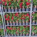 Afbeelding van Kp17 Sundaville Piramide Rood